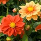 25 Dahlia Opera Orange Dwarf Dahlia Flower Seeds Fresh Garden