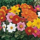 50 Dahlia Mignon Mix Flower Seeds Fresh Garden