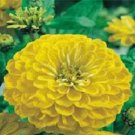 2 Zinnia Canary Bird Elegans 100 Flower Seeds Fresh Garden