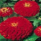 100 Zinnia Cherry Queen Elegans Flower Seeds Fresh Garden