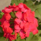 Geranium Maverick Red Geranium 15 Film Coated Seeds Fresh Garden