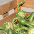 Gourd Speckled Swan 25 Gourd Seeds Fresh Garden