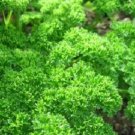 3000 Parsley Moss Curled Herb Seeds Fresh Garden