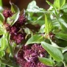 1000 Licorice Basil Herb Seeds Fresh Garden