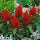 50 Celosia Plumed Forest Fire Seeds Fresh Garden