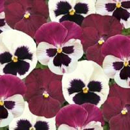 50 Pansy Matrix Raspberry Sundae Mix Seeds Fresh Garden