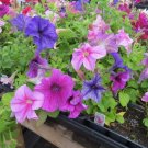 Petunia Daddy Mix 50 Pelleted Petunia Seeds Fresh Garden