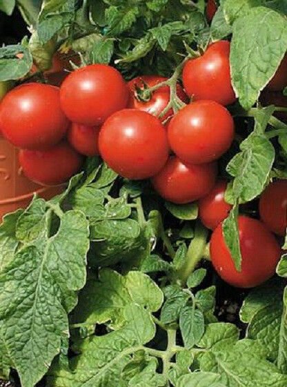 Large Red Cherry Tomato 75 DAYS 500 Seeds Fresh Garden