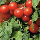 Large Red Cherry Tomato 75 DAYS 500 Seeds Fresh Garden