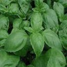 Basil 5000 Italian Large Leaf Basil Seeds Fresh Garden