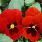 100 Viola Swiss Giant Alpenglow Pansy Seeds Fresh Garden 100 Viola Swiss Giant Alpenglow Pansy Seeds Fresh Garden