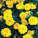 50 Marigold Ez Grow French Double Yellow Marigold Seeds Fresh Garden