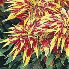 100 Amaranthus Tricolor Perfecta Seeds Fresh Garden