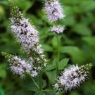 100 Peppermint Herb Seeds Fresh Garden