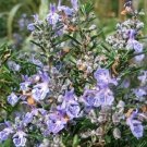 Rosemary Herb Leader 100 nursery Seeds Fresh Garden