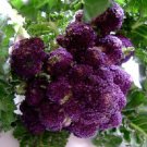 50 Purple Sprouting Broccoli 65 Days Seeds Fresh Garden