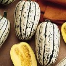 Squash 50 Delicata Winter Squash 100 DAYS Nursery Seeds Fresh Garden