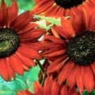 300 Velvet Queen Sunflower FLOWER Seeds Fresh Garden