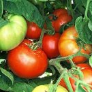 Vegetable 50 Bush Beefsteak Tomato Seeds Fresh Garden