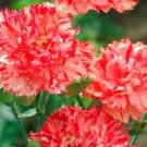 Carnation Chabaud Orange Dianthus 50 Flower Seeds Fresh Garden
