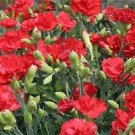 Carnation 50 Carnation Grenadin Scarlet Nursery Seeds Fresh Garden