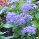 50 Ageratum True Blue Pelleted Seeds Fresh Garden 50 Ageratum True Blue Pelleted Seeds Fresh Garden