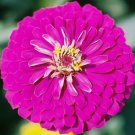 2 Zinnia Elegans Purple Prince 100 Flower Seeds Fresh Garden