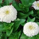 Zinnia Elegans Polar Bear 100 Flower Seeds Fresh Garden