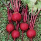 500 Beet Ruby Queen Beets Seeds Fresh Garden