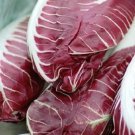 300 Radicchio Rouge De Verona Seeds Fresh Garden