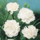Carnation 50 Grenadin Snow White Nursery Seeds Fresh Garden