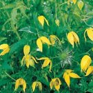 50 Clematis Radar love Flower Seeds Fresh Garden