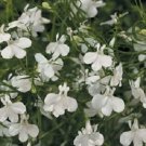 50 Lobelia Palace White Flower Seeds Fresh Garden