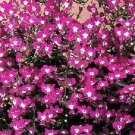 50 Multi Pelleted Lobelia Regatta Rose Trailing Lobelia Seeds Fresh Garden 50 Multi Pelleted Lobelia Regatta Rose Trailing Lobelia Seeds Fresh Garden