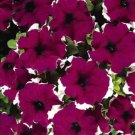 Petunia Candypops Burgundy Picotee 50 Pelleted Seeds Fresh Garden