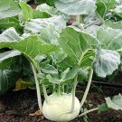 2000 Early White Vienna Kohlrabi 55 Days Seeds Fresh Garden