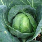2000 Cabbage Golden Acre 65 days Seeds Fresh Garden