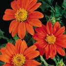 Sunflower 50 Tithonia Rotundifolia Mexican Seeds Fresh Garden
