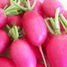 2000 Radish Lady Slipper 28 days Seeds Fresh Garden