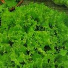 3000 Lettuce Grand Rapids Seeds Fresh Garden
