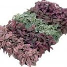 50 Hypoestes Hypoestes Confetti Mix Seeds Fresh Garden