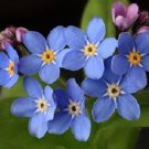 250 Bobo Blue FORGET ME NOT Myosotis Flower Seeds Fresh Garden
