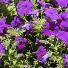 50 Pelleted Petunia Storm Blue Seeds Fresh Garden 50 Pelleted Petunia Storm Blue Seeds Fresh Garden