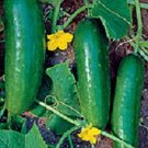 200 Ashley Cucumber 65 days Seeds Fresh Garden