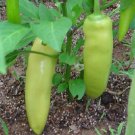 200 PEPPER HOT HUNGARIAN WAX CHILE PEPPER 85 days Seeds Fresh Garden