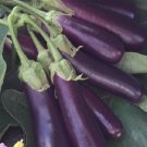 300 Long Purple Italian Egg egg Seeds Fresh Garden