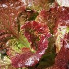 3000 Prizehead Leaf Lettuce Salads Seeds Fresh Garden