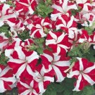 50 Pelleted Petunia Ultra Red Star Seeds Fresh Garden