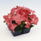 Petunia 50 Pelleted Limbo Salmon Seeds Fresh Garden