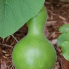 Gourd Birdhouse Gourd 25 Seeds Fresh Garden